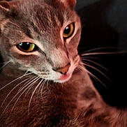 Kitkat joined the competition — help win amazing prizes! cat, gray_cat, close_up, yellow_eyes, whiskers, pink_tongue, fur, pet, animal, face, portrait, cute, mammal, indoor, looking, feline, dark_background, soft_light, expression, curious