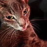 cat, gray_cat, close_up, yellow_eyes, whiskers, pink_tongue, fur, pet, animal, face, portrait, cute, mammal, indoor, looking, feline, dark_background, soft_light, expression, curious