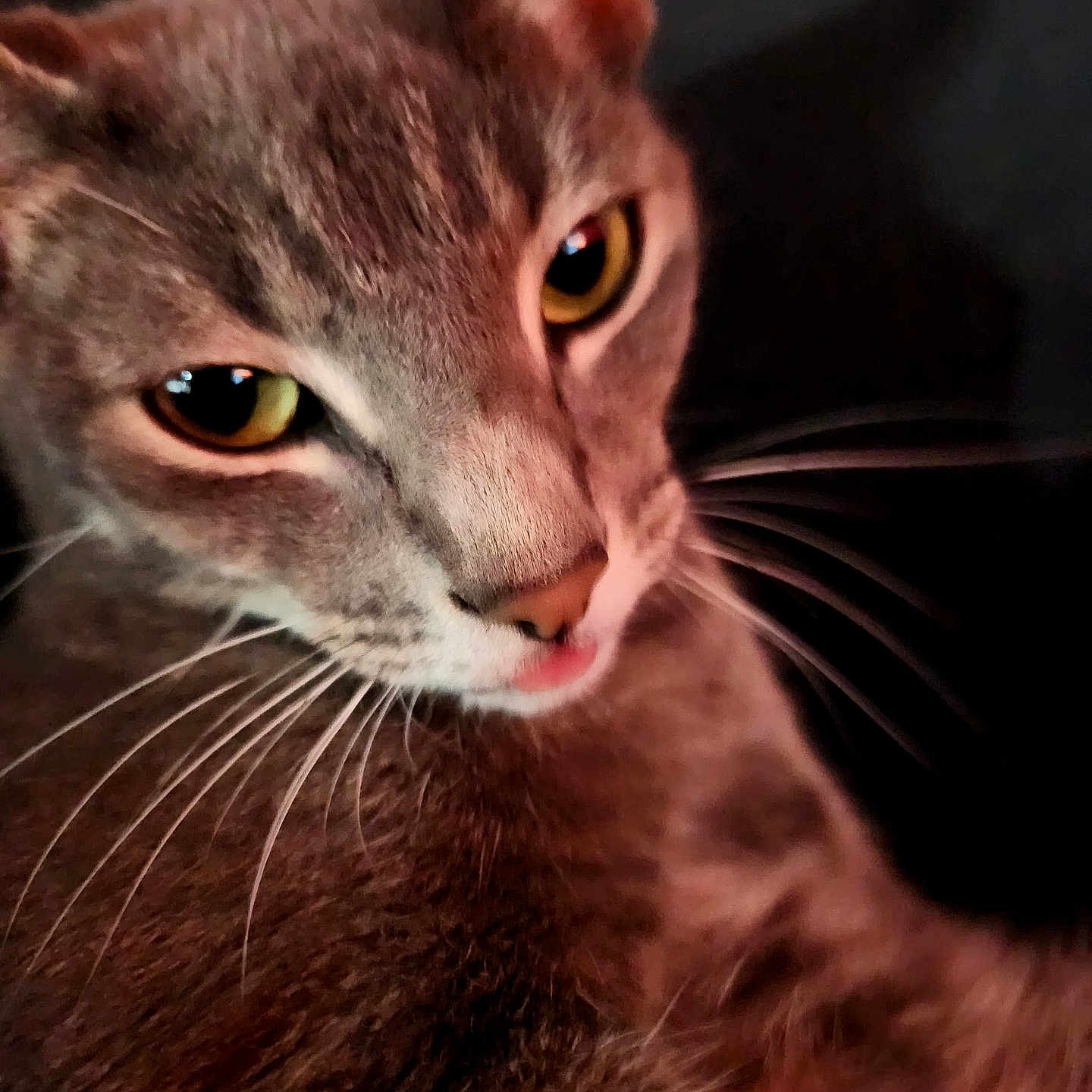 Kitkat