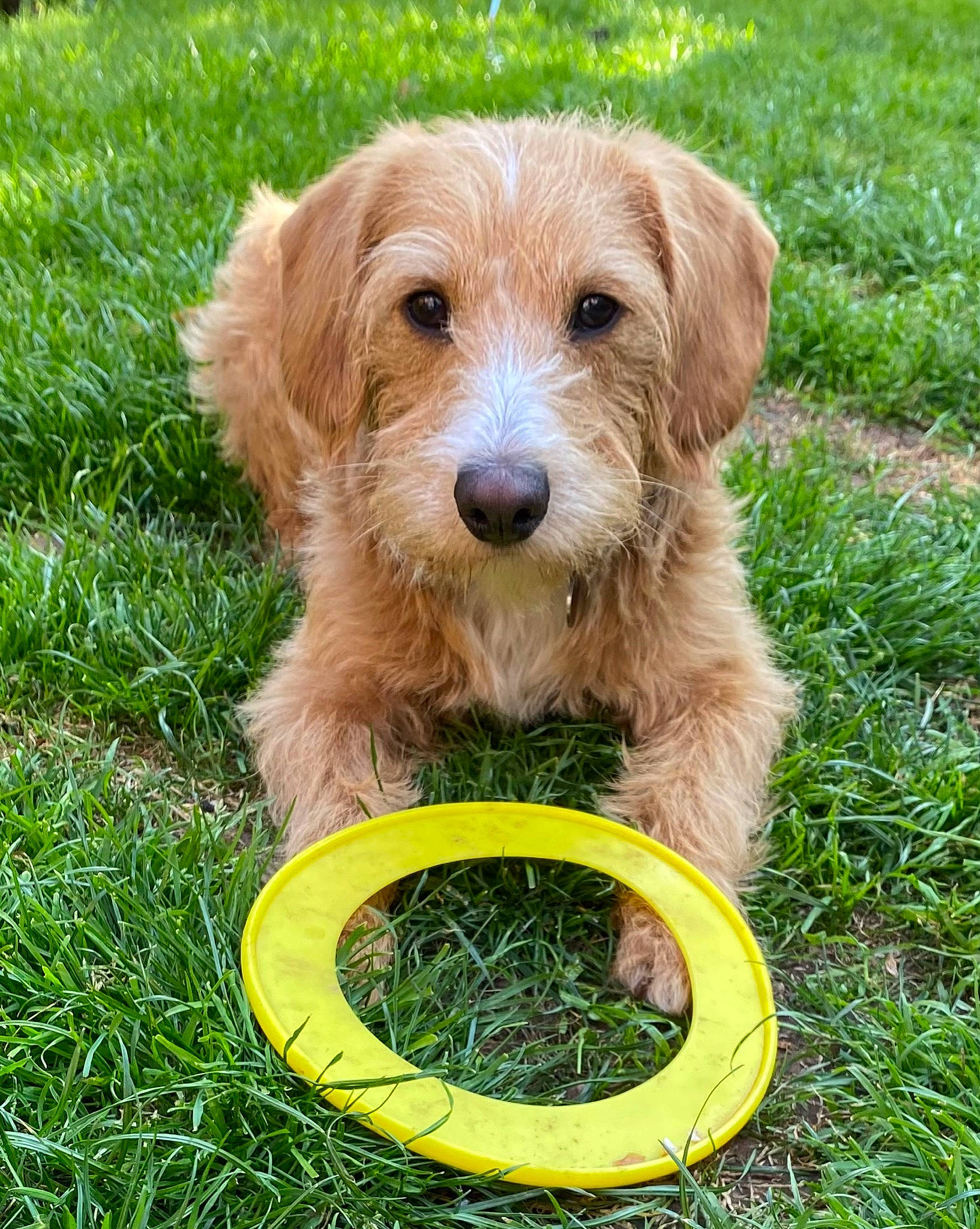 Bodie is registered to the contest to win money with this photo: ball, canidae, carnivore, companion_dog, dog, dog_breed, dog_collar, dog_supply, flying_disc, garden_hose, grass, groundcover, liver, snout, sporting_group, sports_toy, tennis_ball, terrier, toy, working_animal