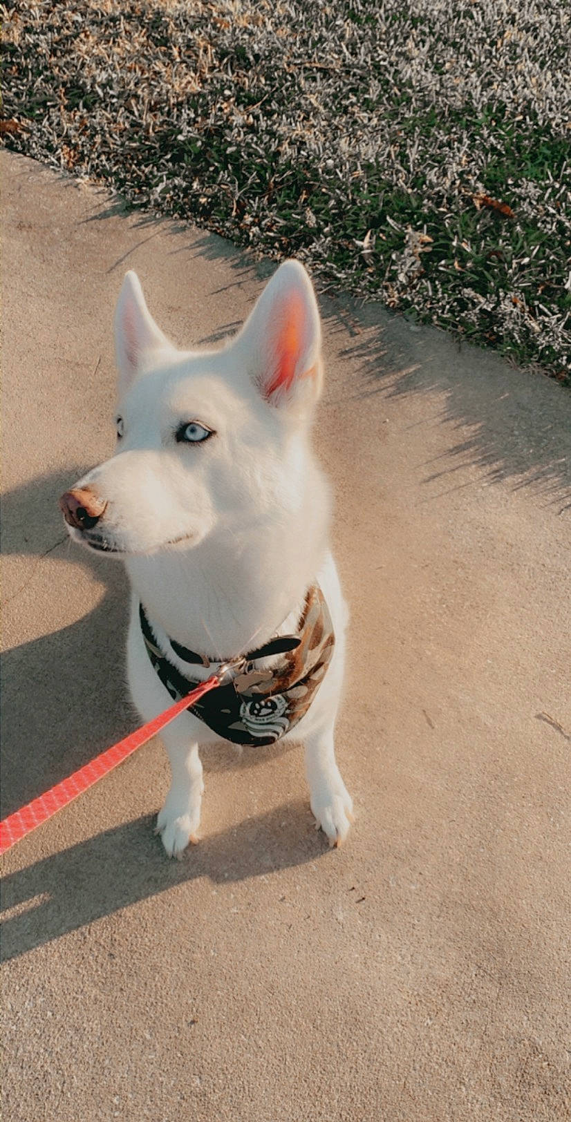 Ivey is registered to the contest to win money with this photo: akita, ancient_dog_breeds, berger_blanc_suisse, canaan_dog, canidae, carnivore, dog, dog_breed, kishu, korean_jindo_dog, mammal, non_sporting_group, pungsan_dog, rare_breed_dog, shiba_inu, siberian_husky, snout, tail, vertebrate, white_shepherd