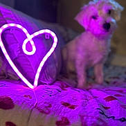 Frankie is registered to the contest to win money with this photo: dog, neon_light, heart_shape, blanket, purple_light, bed, indoor, pet, cute, furry, cozy, soft_focus, animal, decor, warm_light, pattern, resting, furniture, home, relaxation