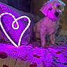dog, neon_light, heart_shape, blanket, purple_light, bed, indoor, pet, cute, furry, cozy, soft_focus, animal, decor, warm_light, pattern, resting, furniture, home, relaxation