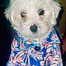 Frankie joined the competition — help win amazing prizes! puppy, dog, white_fur, fluffy, shirt, blue_shirt, pink_pattern, buttoned_shirt, pet, cute, small_dog, portrait, indoors, hand_holding, animal, fur, face, eyes, adorable, fashion