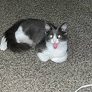 Bibi joined the competition — help win amazing prizes! cat, gray_and_white, carpet, pet, indoor, animal, feline, mouth_open, playful, cute, whiskers, tail, ears, paw, home, domestic, fur, texture, cable, flash