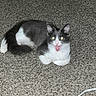cat, gray_and_white, carpet, pet, indoor, animal, feline, mouth_open, playful, cute, whiskers, tail, ears, paw, home, domestic, fur, texture, cable, flash