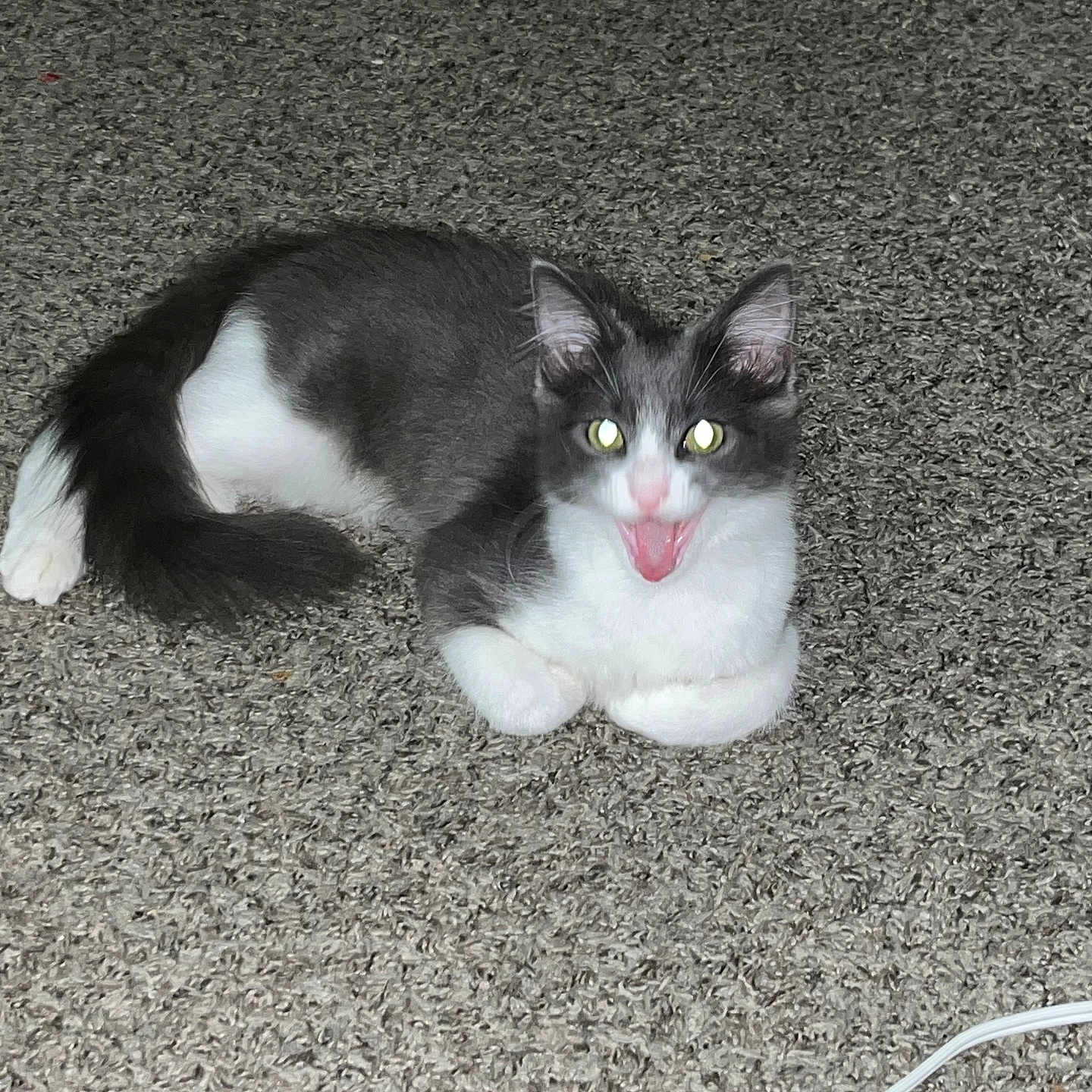 Bibi joined the competition — help win amazing prizes! cat, gray_and_white, carpet, pet, indoor, animal, feline, mouth_open, playful, cute, whiskers, tail, ears, paw, home, domestic, fur, texture, cable, flash
