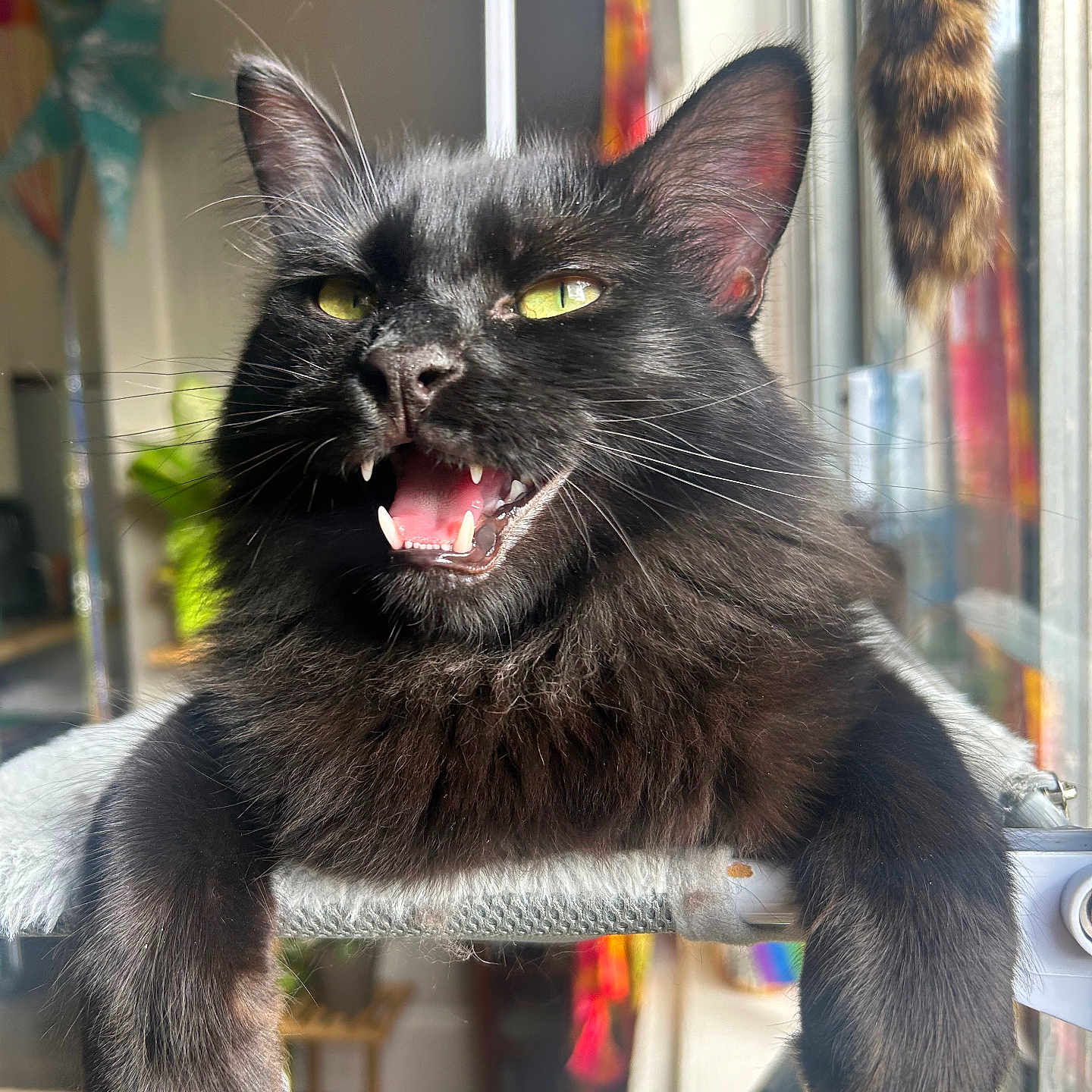 Manny joined the competition — help win amazing prizes! abyssinian, animal, blackcat, bodypart, cat, kitten, manx, mouth, person, pet, teeth, tongue