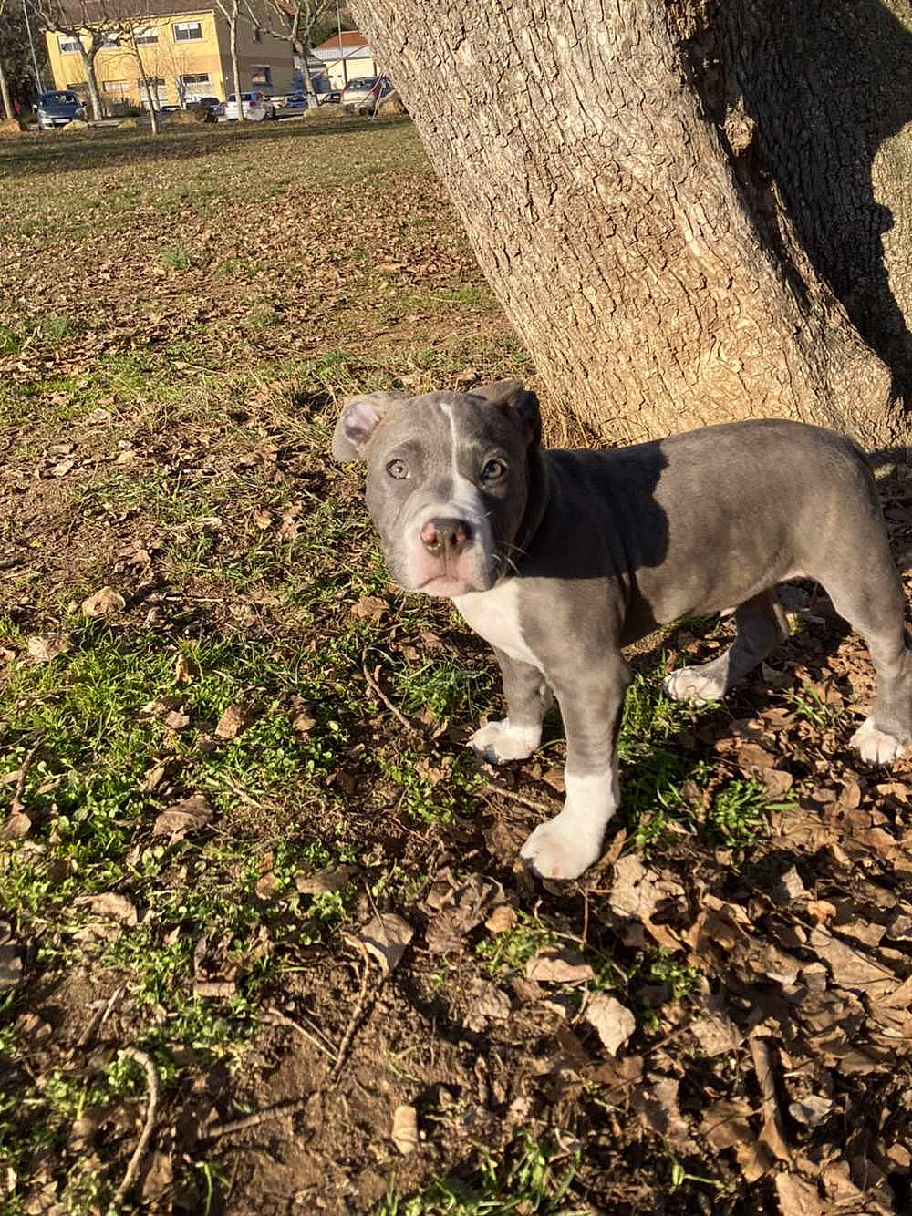 Punchy a rejoint le concours — aidez-le/la à gagner de superbes lots ! canidae, carnivore, companion_dog, dog, dog_breed, fawn, grass, groundcover, hunting_dog, molosser, non_sporting_group, plant, soil, sporting_group, tail, terrestrial_animal, tree, truck, working_animal, working_dog