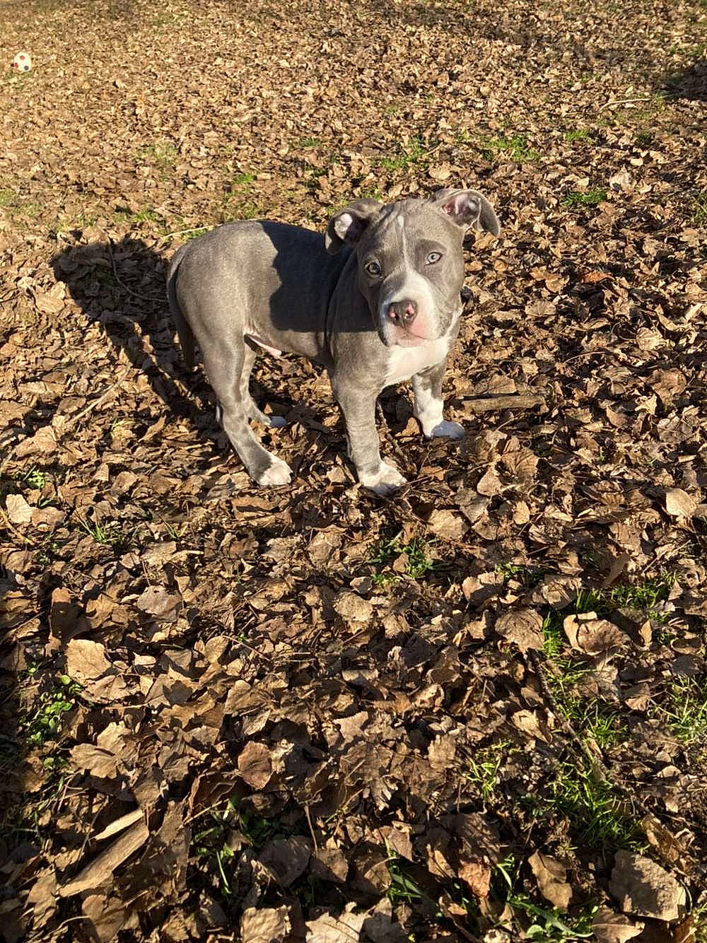 Punchy a rejoint le concours — aidez-le/la à gagner de superbes lots ! canidae, carnivore, companion_dog, dog, dog_breed, fawn, field, grass, grassland, landscape, molosser, pasture, plant, shadow, soil, sporting_group, tail, terrestrial_animal, tree, working_animal