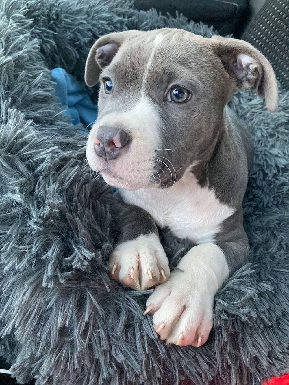 Punchy a rejoint le concours — aidez-le/la à gagner de superbes lots ! canidae, carnivore, comfort, companion_dog, dog, dog_breed, fawn, fur, grass, grey, non_sporting_group, puppy, snout, sporting_group, terrestrial_animal, whiskers, working_animal