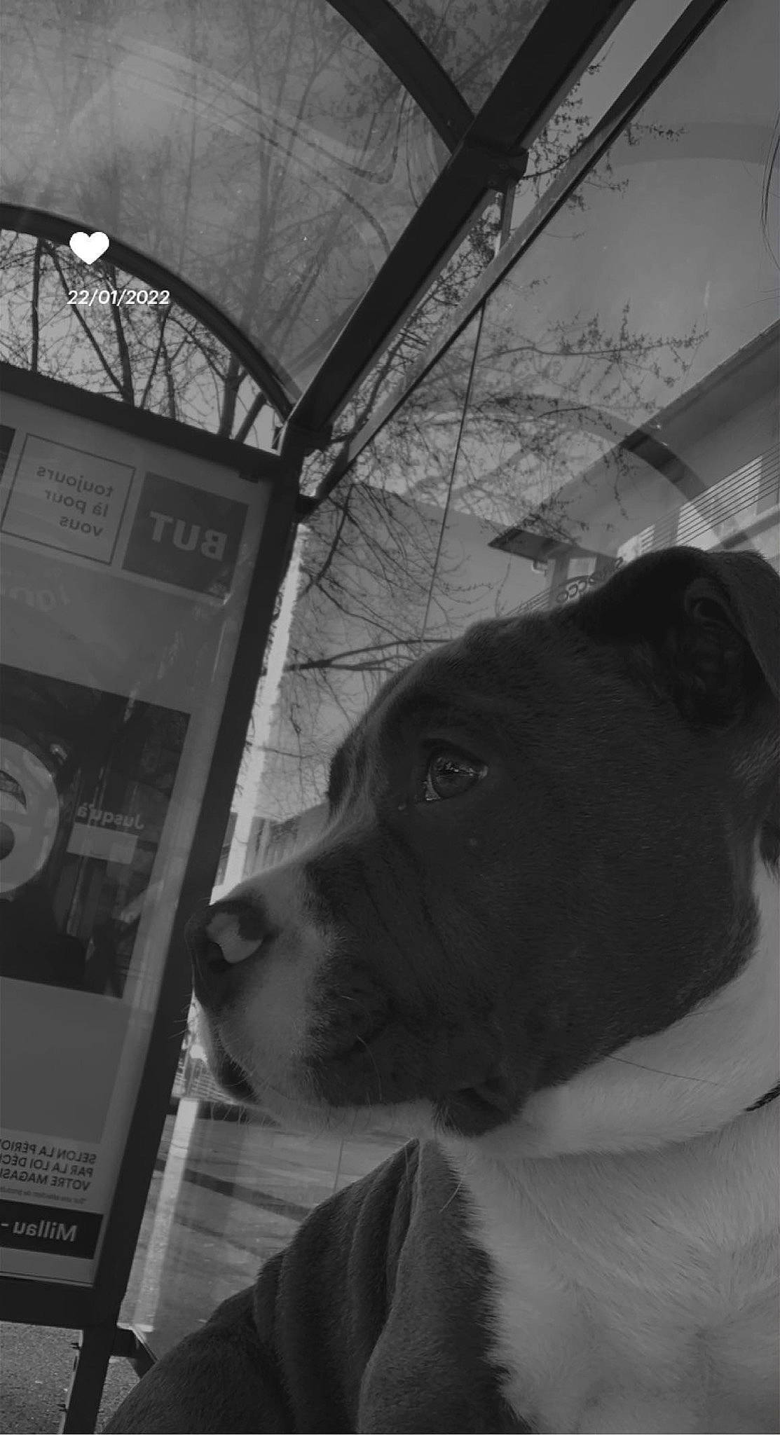 Punchy a rejoint le concours — aidez-le/la à gagner de superbes lots ! black, black_and_white, building, carnivore, companion_dog, darkness, dog, dog_breed, fur, grey, guard_dog, monochrome, monochrome_photography, snout, sporting_group, street, style, tints_and_shades, whiskers, working_animal