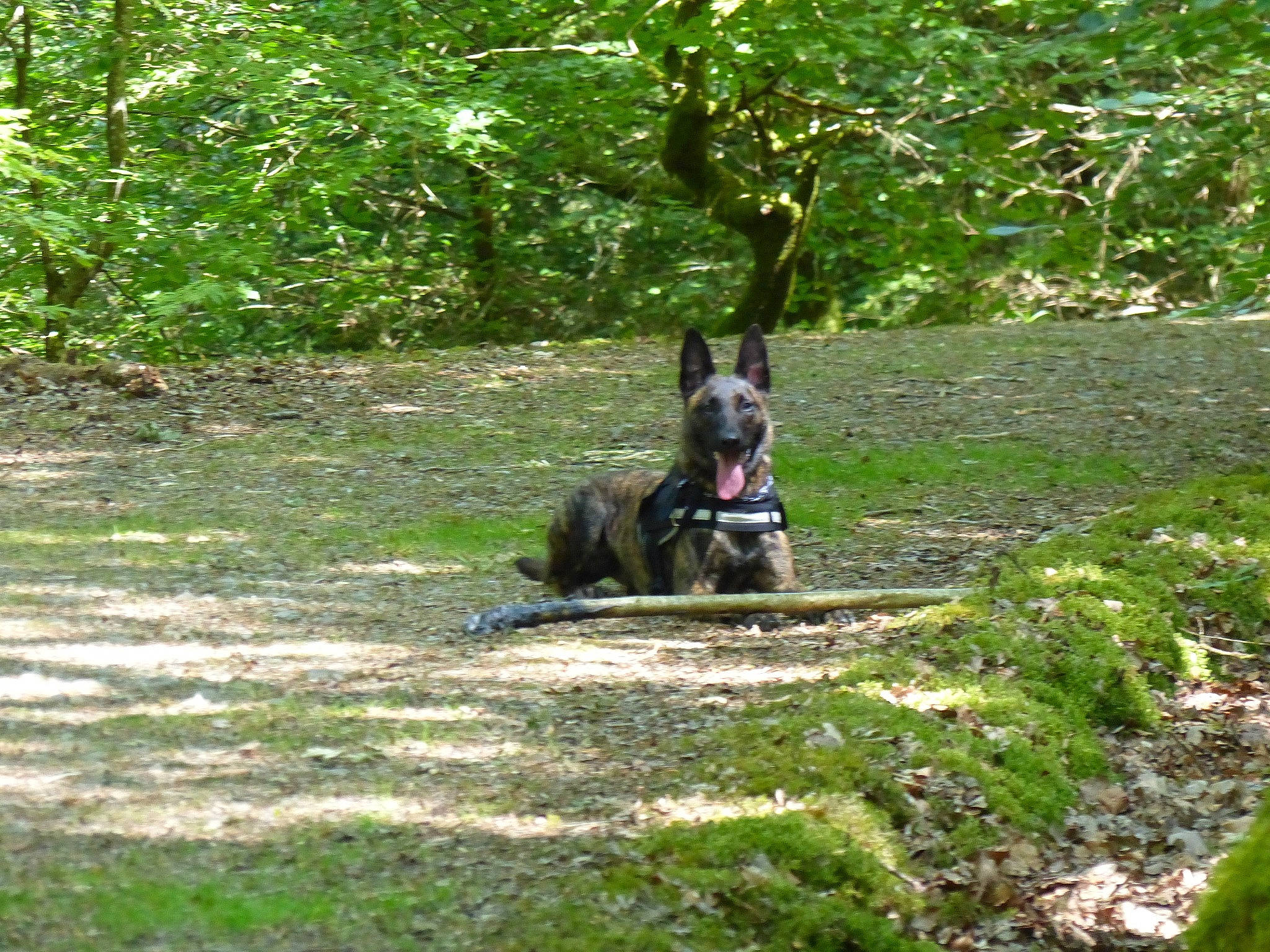 Maze a rejoint le concours — aidez-le/la à gagner de superbes lots ! canidae, carnivore, companion_dog, dog, dog_breed, fawn, forest, grass, groundcover, jungle, lycaon_pictus, plant, sporting_group, tail, terrestrial_animal, terrestrial_plant, tree, trunk, woodland, working_animal