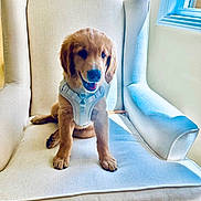 Symba joined the competition — help win amazing prizes! golden_retriever, puppy, dog, white_harness, armchair, indoor, window, natural_light, beige, furniture, pet, cute, smiling, sitting, cozy, canine, young_dog, domestic_animal, happy, fur