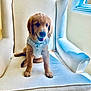 golden_retriever, puppy, dog, white_harness, armchair, indoor, window, natural_light, beige, furniture, pet, cute, smiling, sitting, cozy, canine, young_dog, domestic_animal, happy, fur