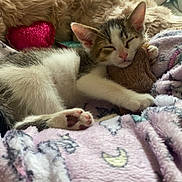 Harry joined the competition — help win amazing prizes! adorable, animal, blanket, comfort, couch, cozy, cute, furry, heart_pillow, home, indoor, kitten, pastel_colors, paw, pet, plush_toy, relaxed, resting, sleeping, soft_texture