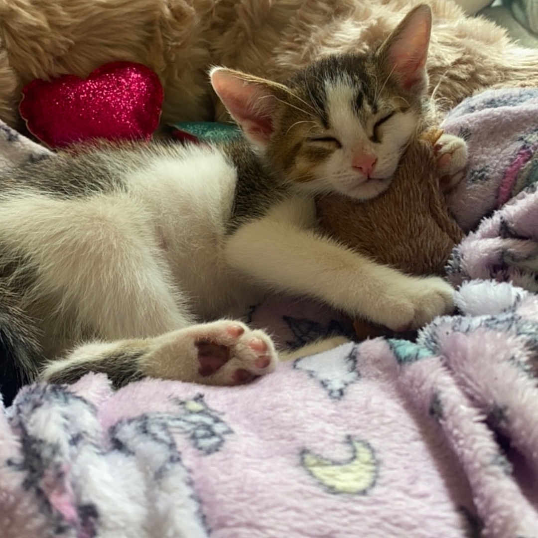 Harry joined the competition — help win amazing prizes! adorable, animal, blanket, comfort, couch, cozy, cute, furry, heart_pillow, home, indoor, kitten, pastel_colors, paw, pet, plush_toy, relaxed, resting, sleeping, soft_texture