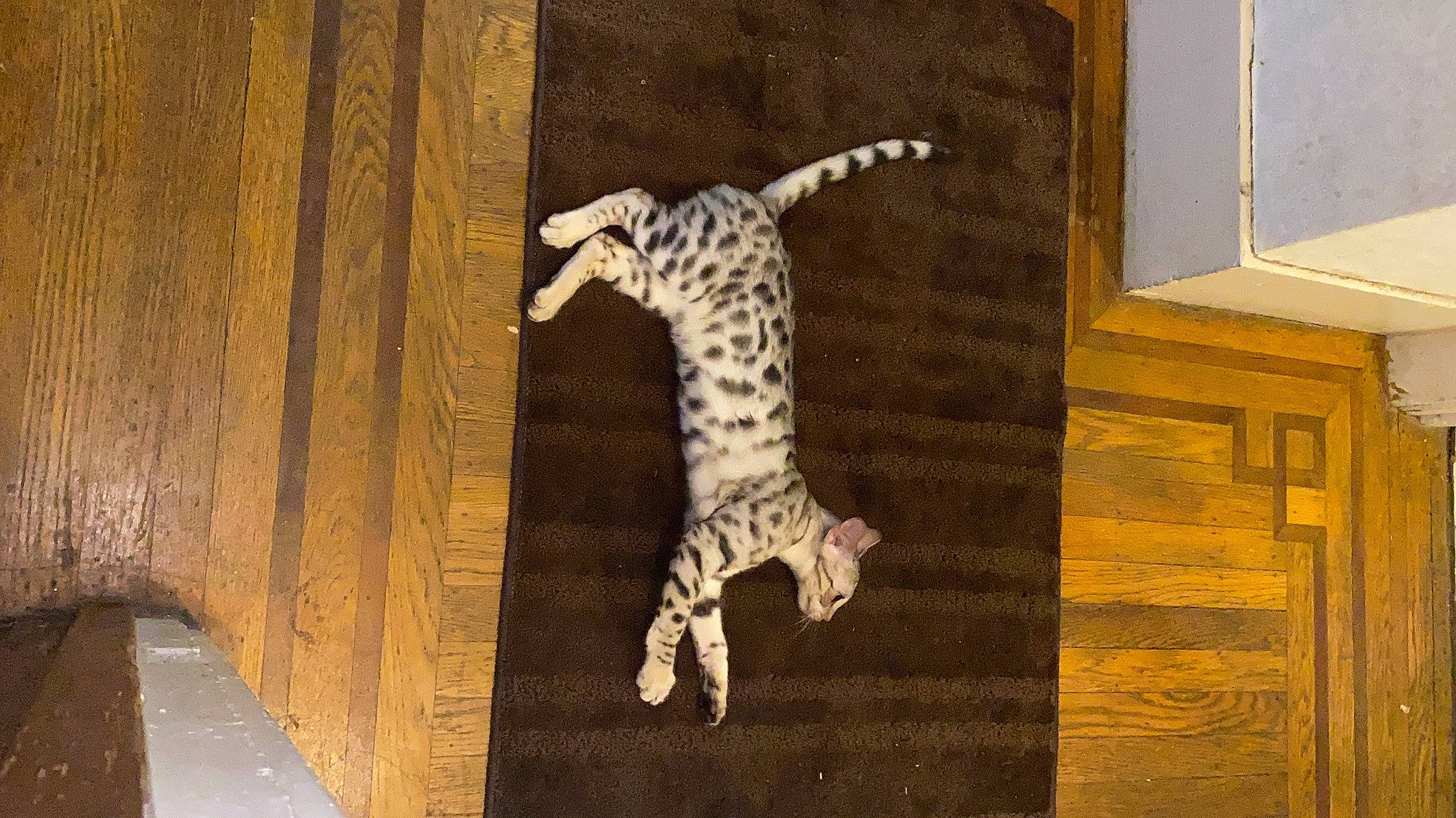 Keekoo is registered to the contest to win money with this photo: carnivore, cat, egyptian_mau, felidae, mammal, ocelot, ocicat, savannah, small_to_medium_sized_cats, tail, terrestrial_animal, vertebrate