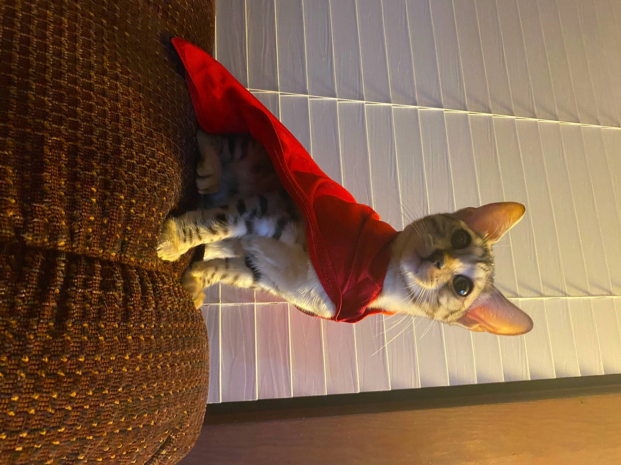 Keekoo is registered to the contest to win money with this photo: abyssinian, carnivore, cat, fawn, felidae, small_to_medium_sized_cats, tail, whiskers