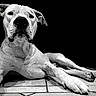 dog, animal, pet, black_and_white, tile_floor, lying_down, close_up, portrait, canine, large_paws, fur, ears, snout, relaxed, indoor, domestic_animal, mammal, whiskers, nose, black_background
