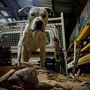 Ulis a rejoint le concours — aidez-le/la à gagner de superbes lots ! dog, white_dog, animal, indoors, warehouse, wooden_shelves, ropes, tools, storage, curious, pet, canine, workshop, dim_lighting, brown_paper, floor, industrial, alert, domestic_animal, standing