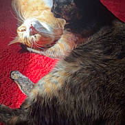 Bean And Lana joined the competition — help win amazing prizes! cat, orange_tabby, dark_cat, pet, animal, feline, carpet, red_carpet, indoor, resting, cute, whiskers, fur, companionship, domestic, playful, closeup, two_cats, lying_down, grooming