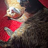 cat, orange_tabby, dark_cat, pet, animal, feline, carpet, red_carpet, indoor, resting, cute, whiskers, fur, companionship, domestic, playful, closeup, two_cats, lying_down, grooming