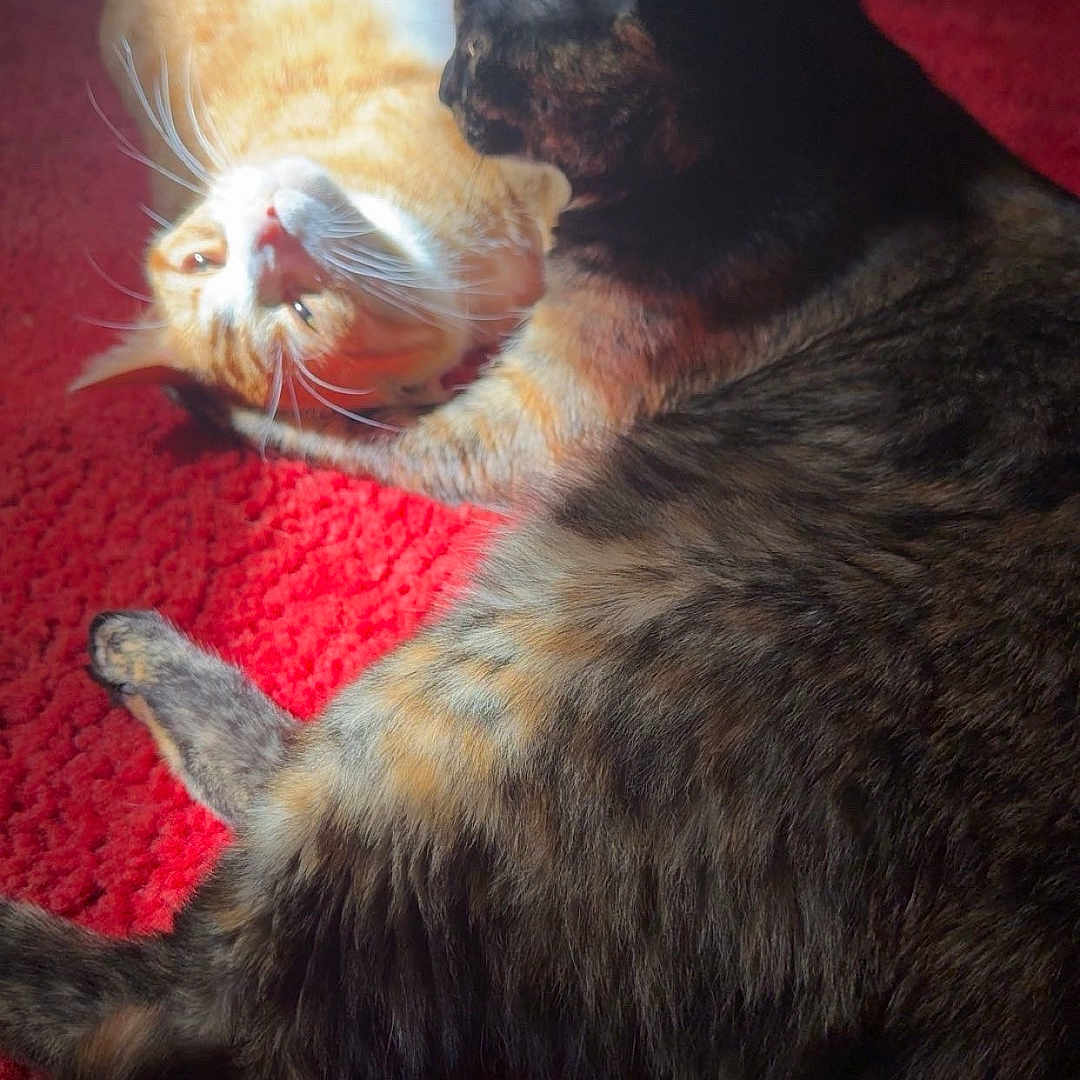 Bean And Lana joined the competition — help win amazing prizes! cat, orange_tabby, dark_cat, pet, animal, feline, carpet, red_carpet, indoor, resting, cute, whiskers, fur, companionship, domestic, playful, closeup, two_cats, lying_down, grooming