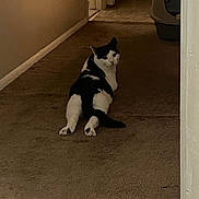 Kisa is registered to the contest to win money with this photo: animal, black_and_white, carpet, cat, corner, curious, domestic_cat, ears, floor, fur, hallway, home, indoor, litter_box, looking_back, pet, pink_ball, relaxed, tail, whiskers