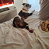 Rya joined the competition — help win amazing prizes! dog, brindle, white_and_brown, pet, animal, lying_down, bed, bedroom, blanket, pillow, air_conditioner, window, curtains, indoors, relaxing, red_collar, sleeping_area, home, date_stamp, portrait