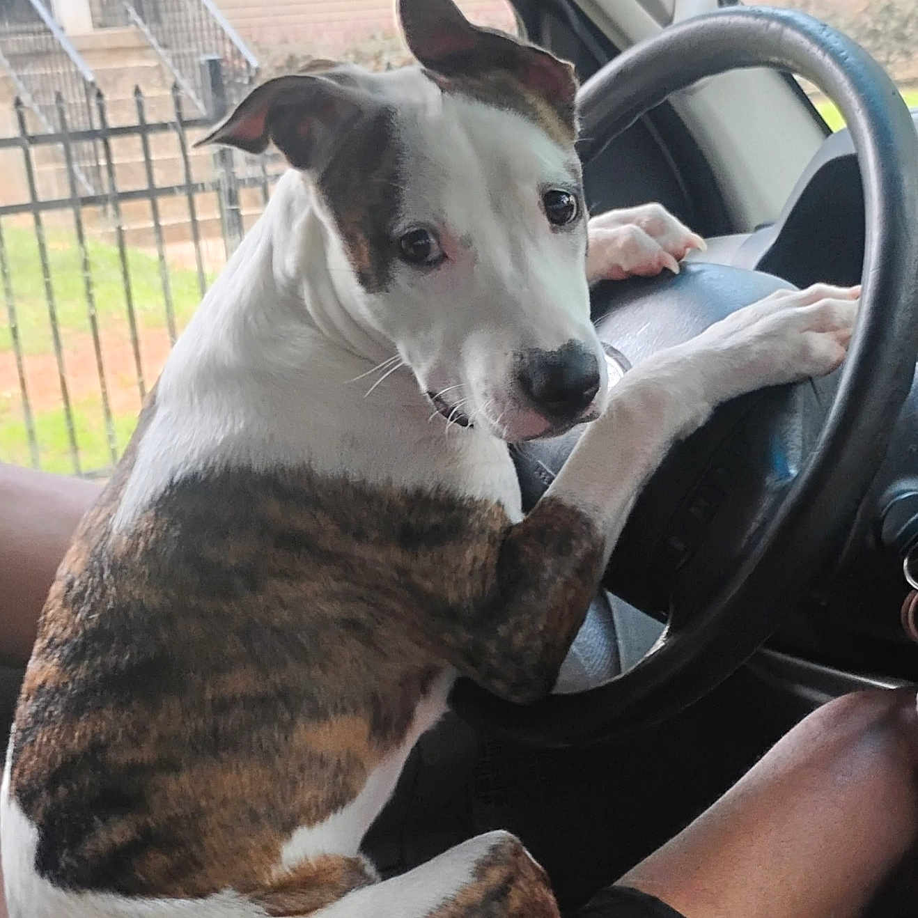 Rya joined the competition — help win amazing prizes! dog, brindle, white_dog, pet, animal, car, driver_seat, steering_wheel, vehicle, passenger, candid, portrait, outdoor, house, fence, window, sitting, front_legs, playful, funny