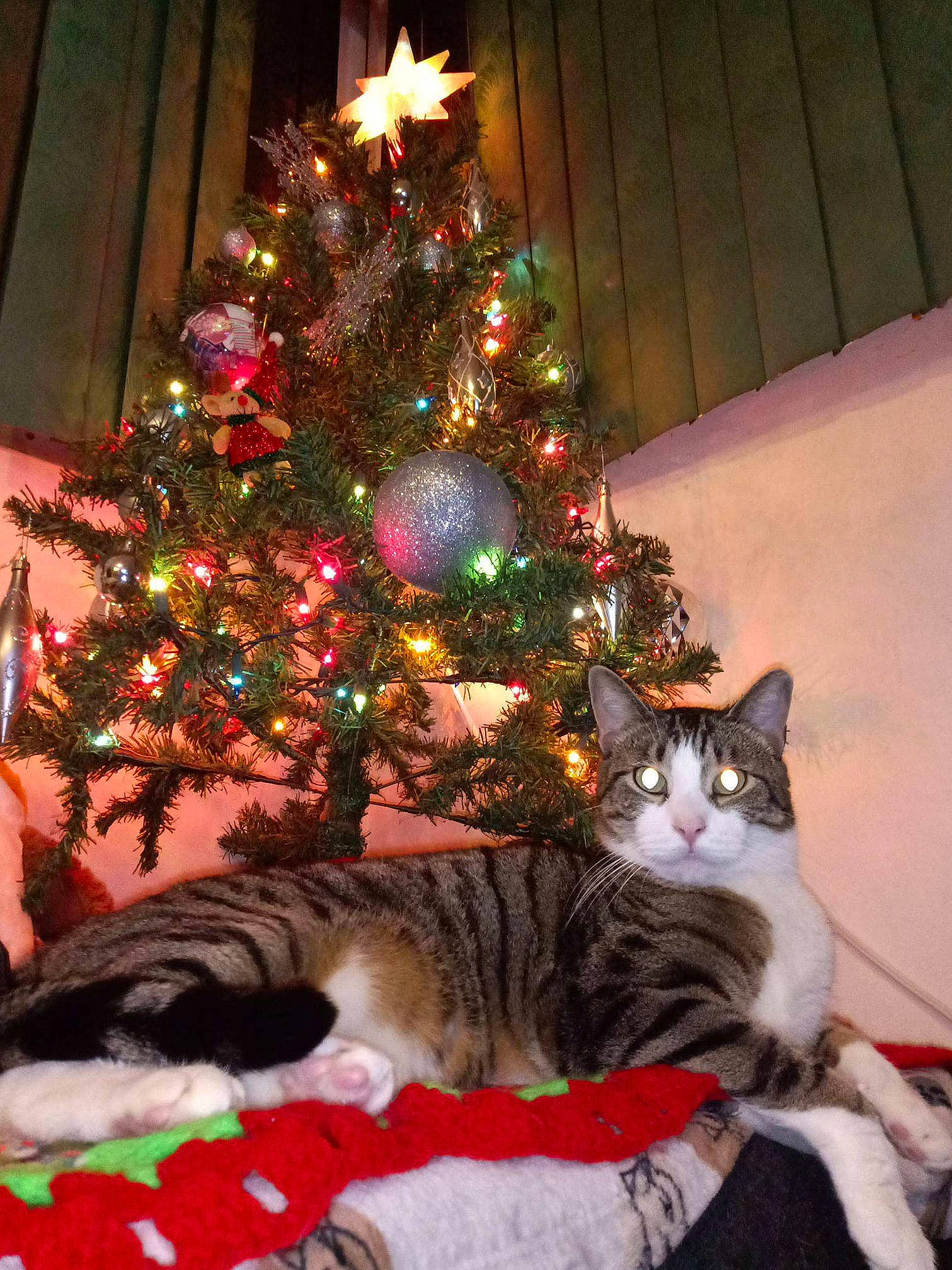 Lil Boy / Silver Cause I Trapped is registered to the contest to win money with this photo: carnivore, cat, christmas, christmas_decoration, christmas_eve, christmas_ornament, christmas_tree, conifer, event, felidae, fir, holiday, pine_family, plant, small_to_medium_sized_cats, spruce, tabby_cat, tree, whiskers, woody_plant