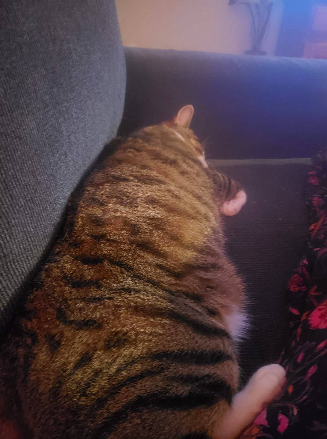 Lil Boy / Silver Cause I Trapped is registered to the contest to win money with this photo: american_shorthair, asian, california_spangled, carnivore, cat, domestic_short_haired_cat, dragon_li, european_shorthair, fawn, felidae, fur, pixie_bob, small_to_medium_sized_cats, tabby_cat, tail, whiskers