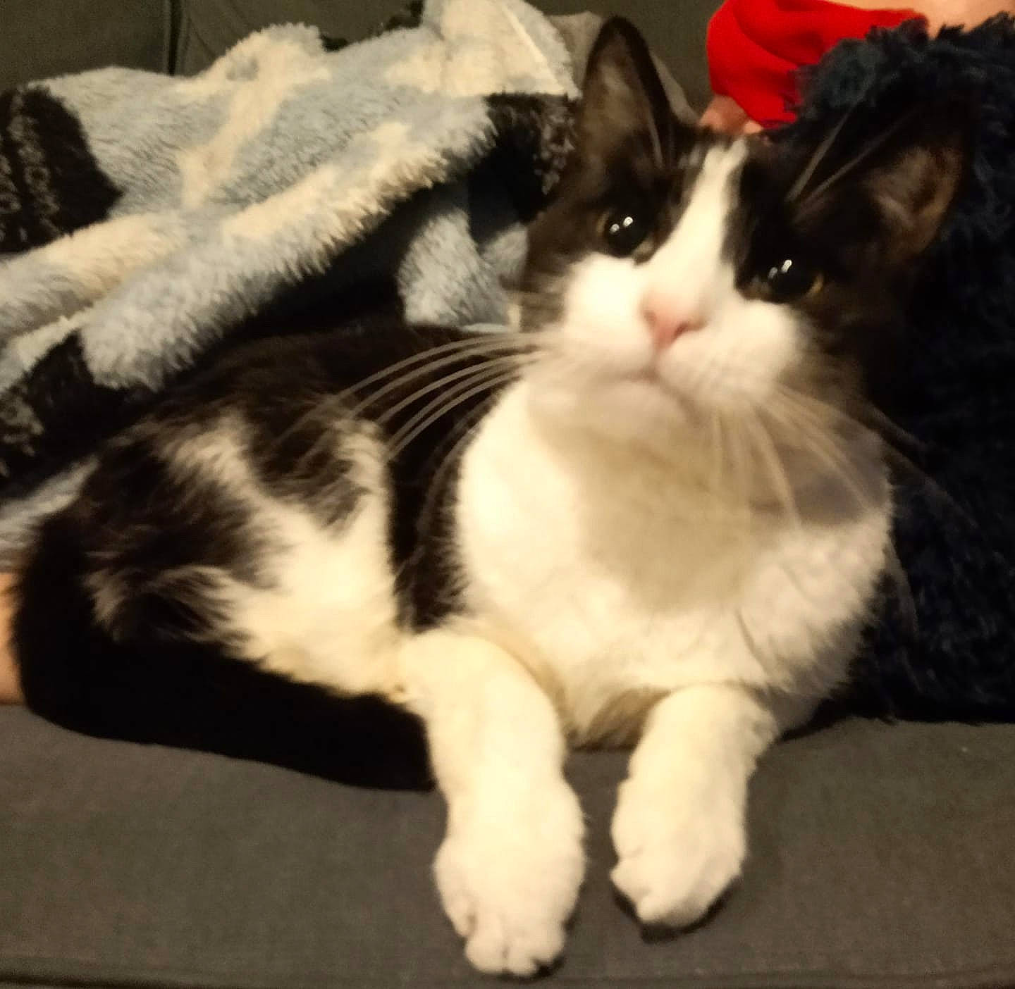 Pinky is registered to the contest to win money with this photo: aegean_cat, american_wirehair, black_and_white, carnivore, cat, domestic_short_haired_cat, european_shorthair, felidae, fur, kitten, mammal, norwegian_forest_cat, paw, polydactyl_cat, sky, small_to_medium_sized_cats, tail, whiskers