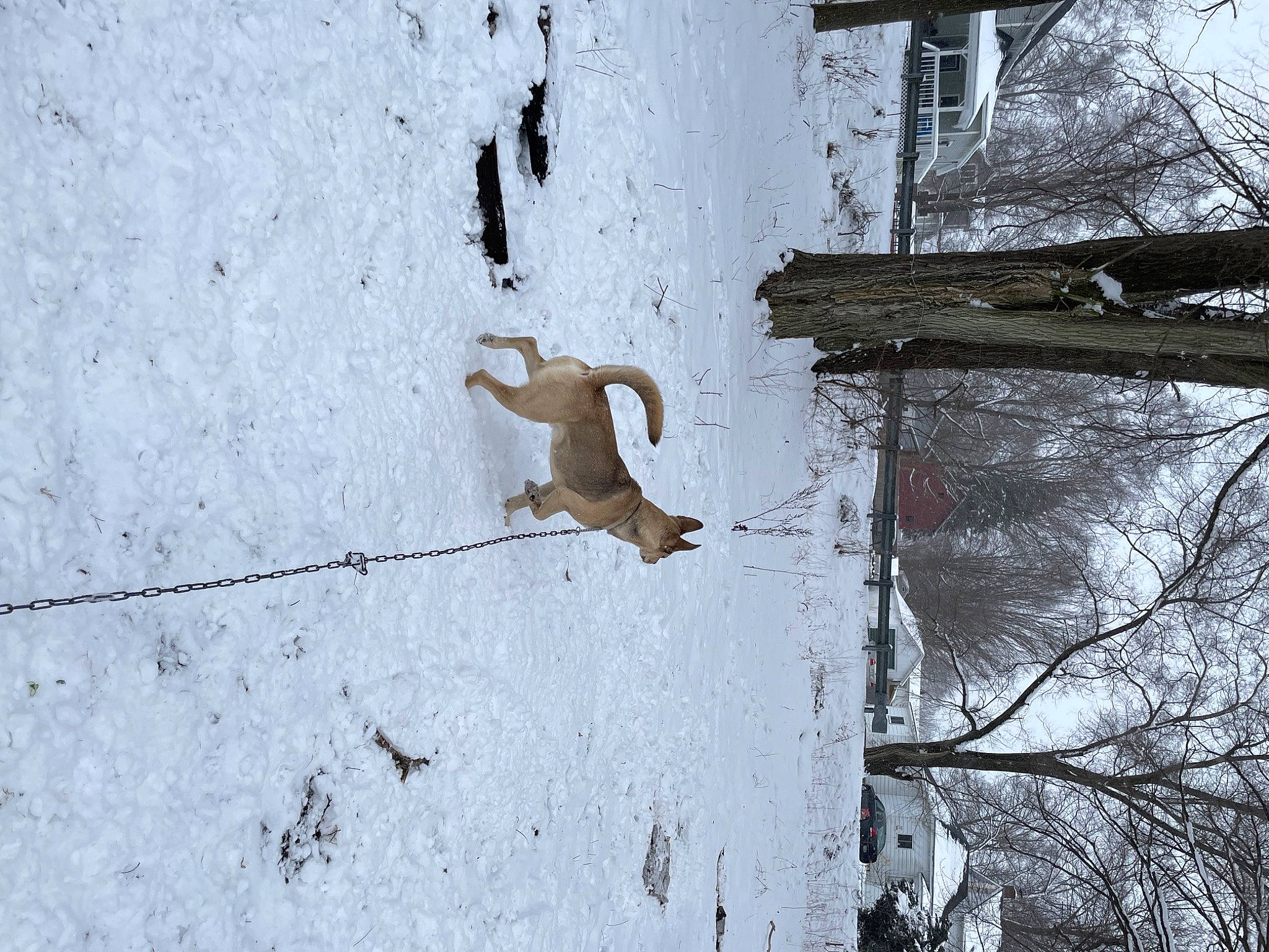 Kane joined the competition — help win amazing prizes! branch, building, concrete, door, freezing, frost, plant, reflection, shadow, slope, snow, street_light, tree, trunk, twig, water, window, winter, wire, wood
