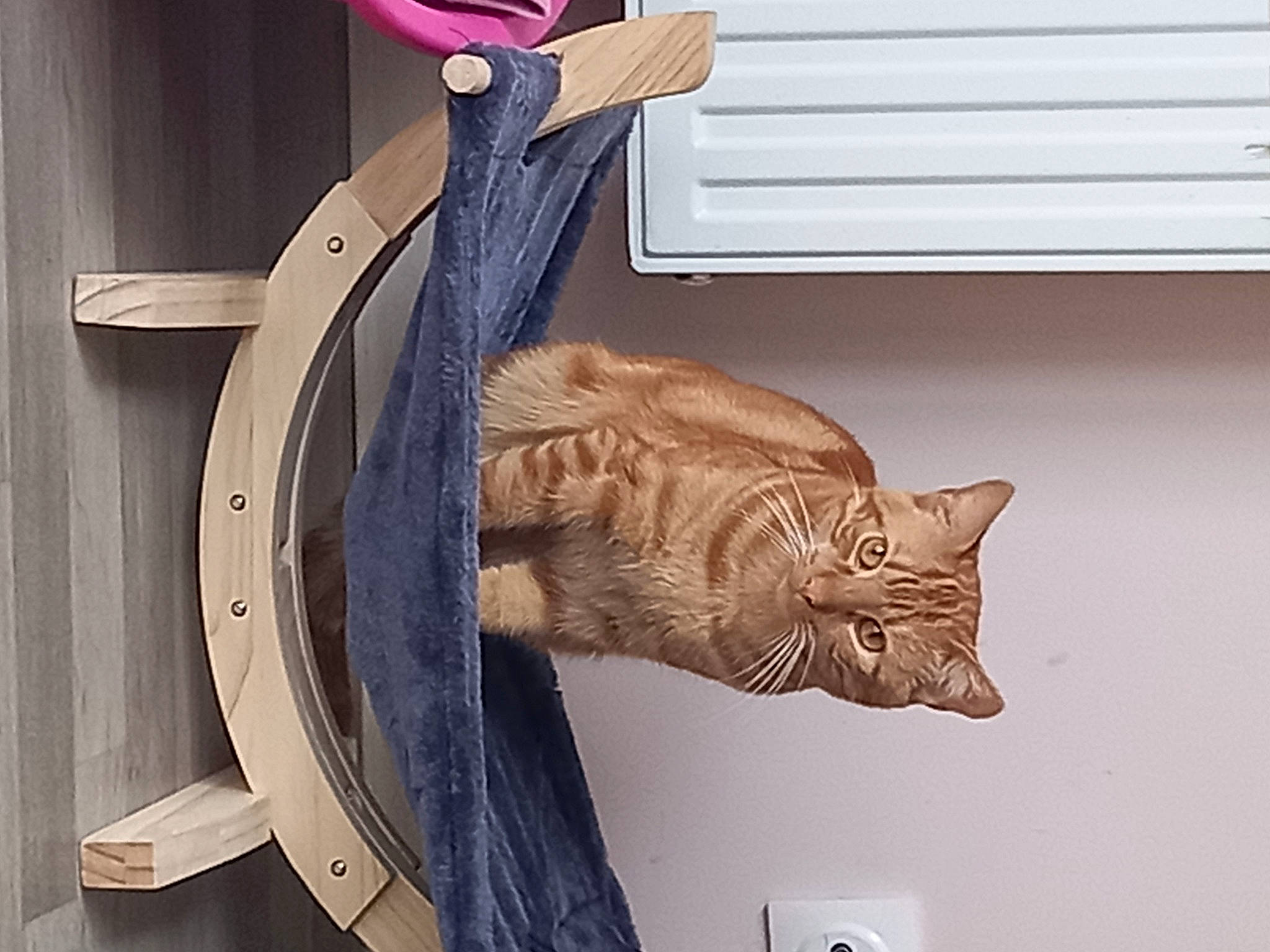 Garfield