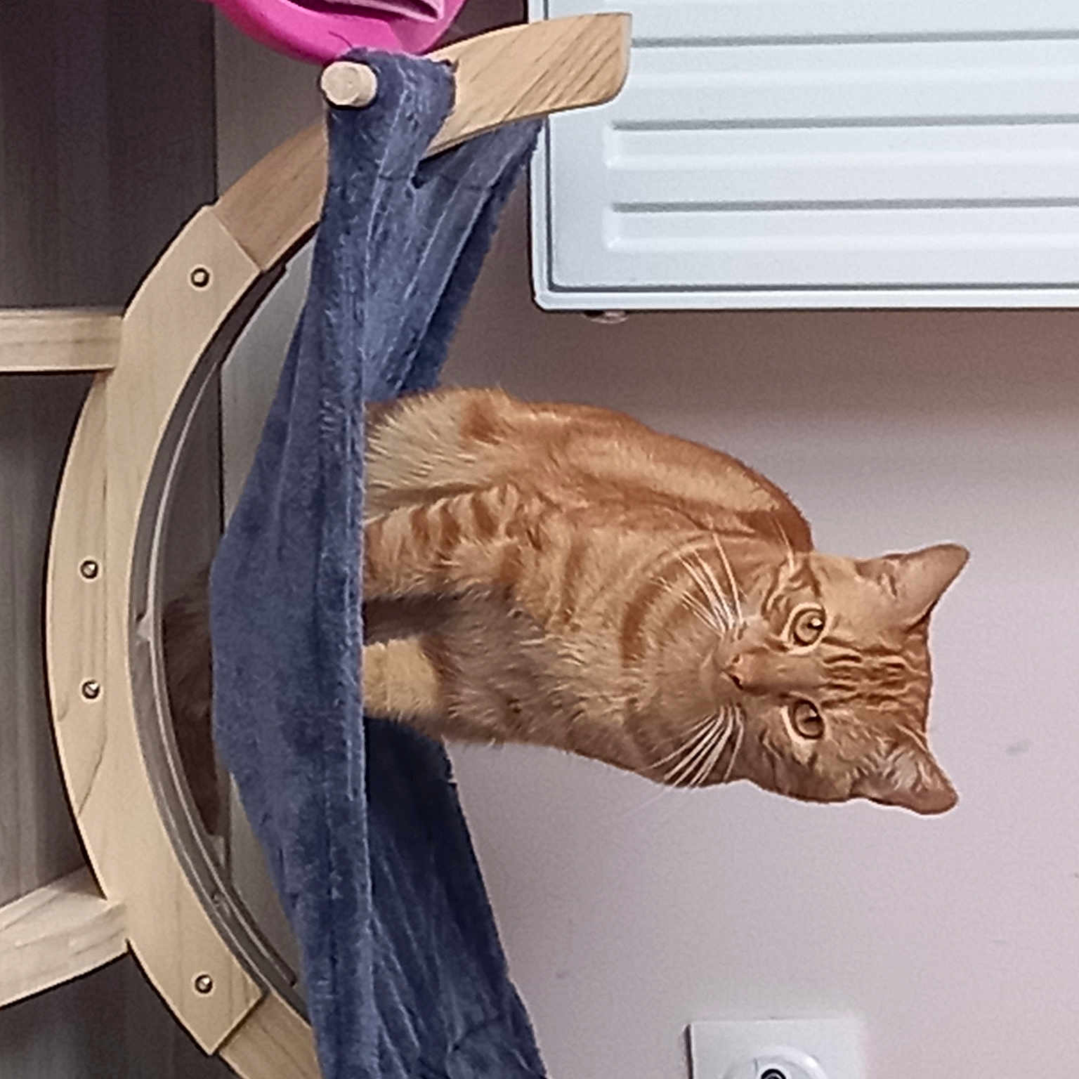 Garfield