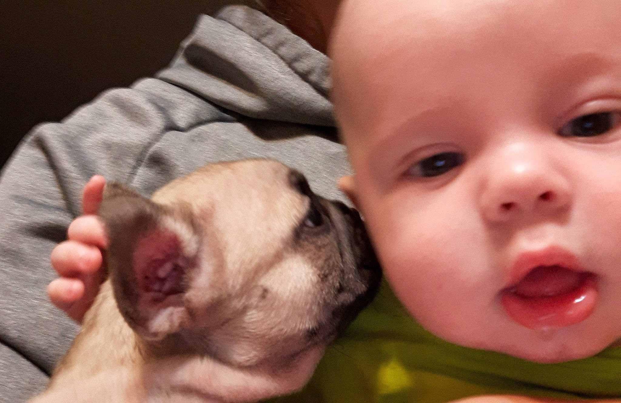 Carl joined the competition — help win amazing prizes! baby, canidae, carnivore, cheek, child, companion_dog, dog_breed, ear, face, fawn, french_bulldog, head, headwear, mouth, nose, person, puppy, puppy_love, skin, snout