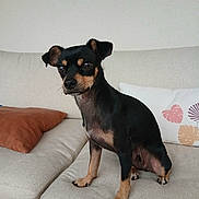 Uzo participe au concours pour gagner de l'argent avec cette photo : dog, small_dog, black_and_tan, pet, couch, cushion, indoor, furniture, animal, sitting, alert, ears, eyes, home, cozy, domestic, canine, fur, mammal, companion