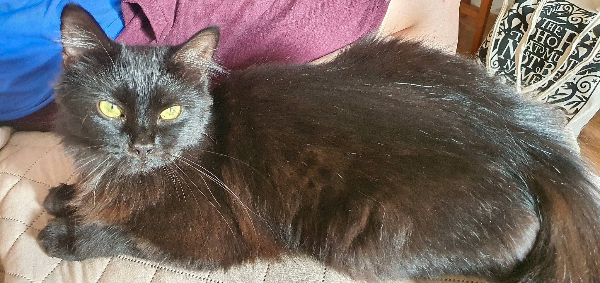 Captain Morgan joined the competition — help win amazing prizes! beige, black_cat, bombay, carnivore, cat, fawn, felidae, fur, iris, liver, small_to_medium_sized_cats, snout, terrestrial_animal, vertebrate, whiskers