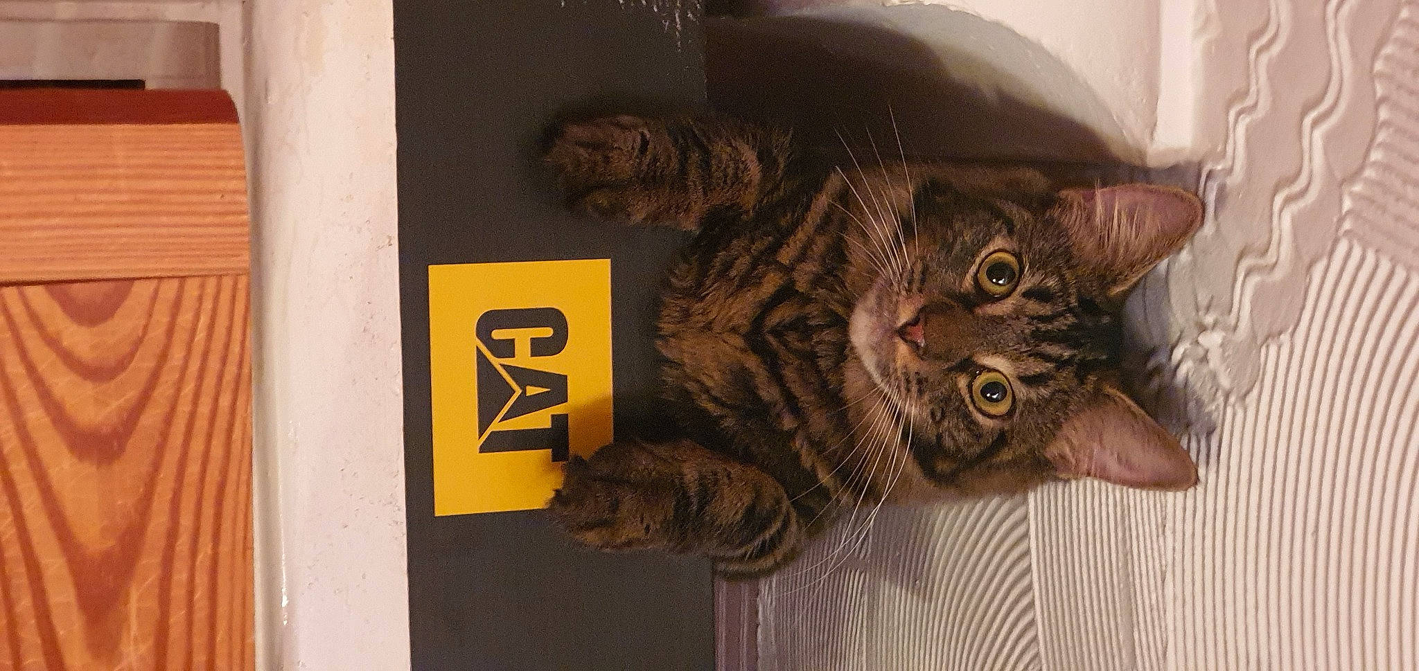 Dusk is registered to the contest to win money with this photo: carnivore, cat, domestic_short_haired_cat, felidae, fur, organism, pet_supply, small_to_medium_sized_cats, snout, tabby_cat, terrestrial_animal, varnish, vertebrate, whiskers, wood_stain