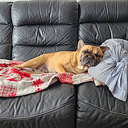 Lanaïe a rejoint le concours — aidez-le/la à gagner de superbes lots ! dog, french_bulldog, sleeping, couch, leather, black, blanket, pillow, indoor, resting, pet, canine, cozy, relaxed, animal, home, fur, snout, ears, comfort