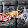 dog, french_bulldog, sleeping, couch, leather, black, blanket, pillow, indoor, resting, pet, canine, cozy, relaxed, animal, home, fur, snout, ears, comfort