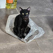 Venom a rejoint le concours — aidez-le/la à gagner de superbes lots ! black_cat, cat, plastic_bag, yellow_eyes, floor_tiles, indoor, pet, animal, curious, sitting, kitchen, container, bottle, shadow, looking, domestic_cat, fur, whiskers, ears, floor