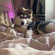 Buckeye is registered to the contest to win money with this photo: husky, dog, puppy, bed, blanket, tapestry, mirror, neon_sign, heart, room, indoor, clothes, closet, fur, laying_down, curious, pet, animal, cozy, decor