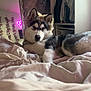 husky, dog, puppy, bed, blanket, tapestry, mirror, neon_sign, heart, room, indoor, clothes, closet, fur, laying_down, curious, pet, animal, cozy, decor