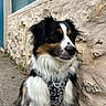 Joy a rejoint le concours — aidez-le/la à gagner de superbes lots ! dog, animal, pet, fluffy, black, white, brown, harness, outdoor, side_view, stone_wall, pavement, calm, portrait, canine, sitting, fur, leash, nature, quiet