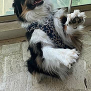 Joy participe au concours pour gagner de l'argent avec cette photo : dog, fluffy, paw, indoor, happy, smiling, wearing_harness, black, white, brown, pet, muzzle, fur, tongue, glass_door, tile_floor, playful, cute, animal, domestic