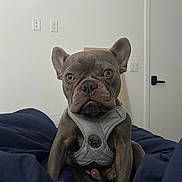 Stitch joined the competition — help win amazing prizes! animal, bed, blanket, canine, cute, dog, door, ears, face, french_bulldog, fur, guard, harness, home, indoor, looking, pet, room, sitting, white_wall