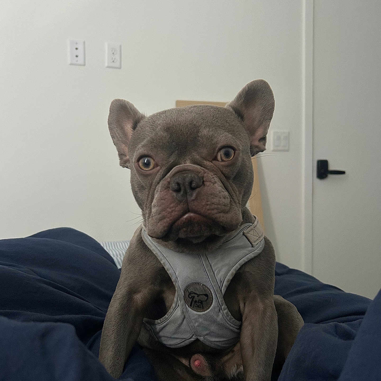 Stitch joined the competition — help win amazing prizes! animal, bed, blanket, canine, cute, dog, door, ears, face, french_bulldog, fur, guard, harness, home, indoor, looking, pet, room, sitting, white_wall